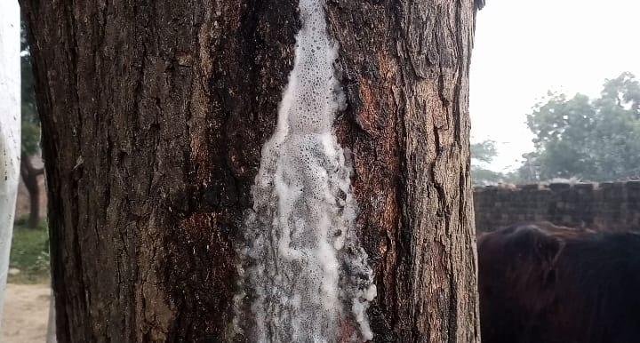 इटावा14जनवरी*50 वर्ष पुराने नीम के वृक्ष के नीचे प्रकट हुआ शिवलिंग, 1 वर्ष से निरंतर बह रही है दूध की धारा