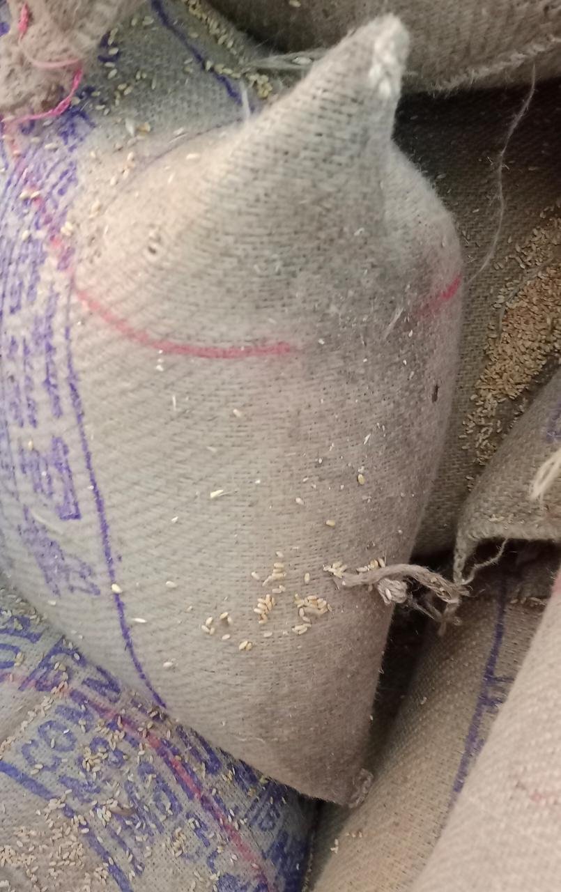 औरैया03मार्च*खाद्यान गोदाम से सरकारी राशन बिक्रेताओ को किया जा रहा गीला खाद्यान बितरण