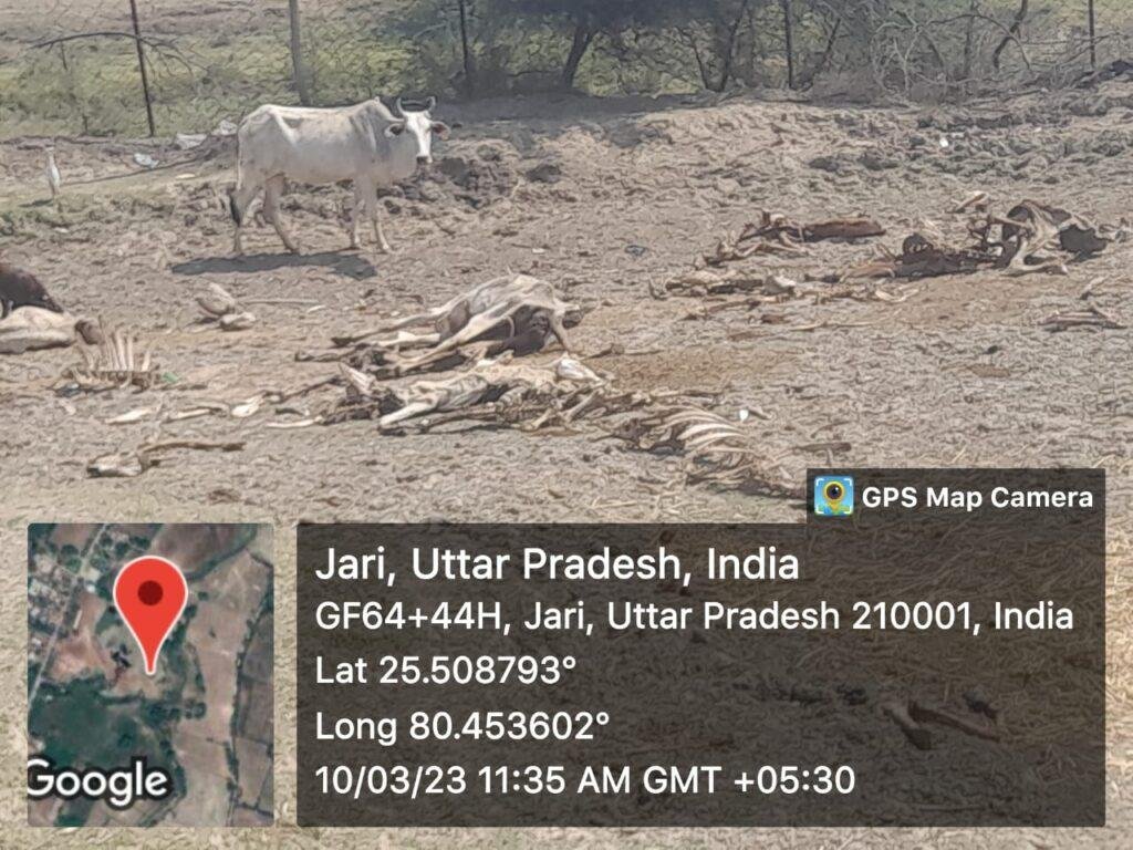 चित्रकूट10मार्च*बड़ोखर ब्लाक के अंतर्गत ग्राम पंचायत जारी मैं संचालित अस्थाई गौशाला में गौशाला के अंदर 4 गोवंश मृत पड़े हुए हैं चित्रकूट10मार्च*बड़ोखर ब्लाक के अंतर्गत ग्राम पंचायत जारी मैं संचालित अस्थाई गौशाला में गौशाला के अंदर 4 गोवंश मृत पड़े हुए हैं