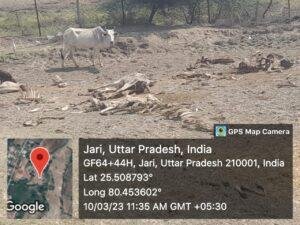 चित्रकूट10मार्च*बड़ोखर ब्लाक के अंतर्गत ग्राम पंचायत जारी मैं संचालित अस्थाई गौशाला में गौशाला के अंदर 4 गोवंश मृत पड़े हुए हैं चित्रकूट10मार्च*बड़ोखर ब्लाक के अंतर्गत ग्राम पंचायत जारी मैं संचालित अस्थाई गौशाला में गौशाला के अंदर 4 गोवंश मृत पड़े हुए हैं