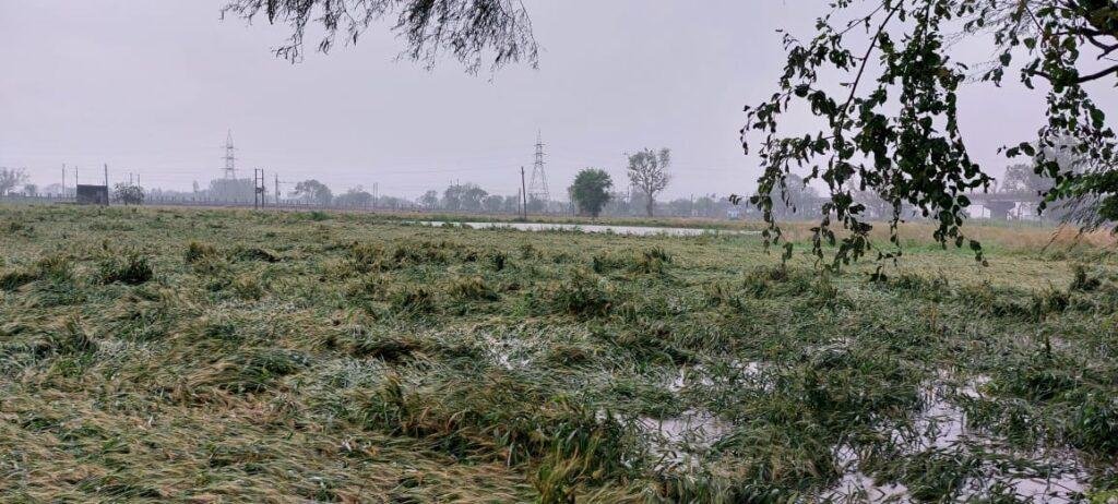 हाथरस 20 मार्च* बेमौसम तेज बारिश से सरसों और गेहूं की फसलें हुई नष्ट। हाथरस 20 मार्च* बेमौसम तेज बारिश से सरसों और गेहूं की फसलें हुई नष्ट।