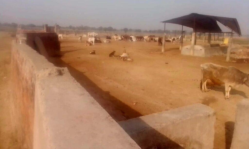 कौशांबी 23 मार्च*वर्षों से गौशाला में गोवंश की हो रही मौत पर नहीं चेते अधिकारी*