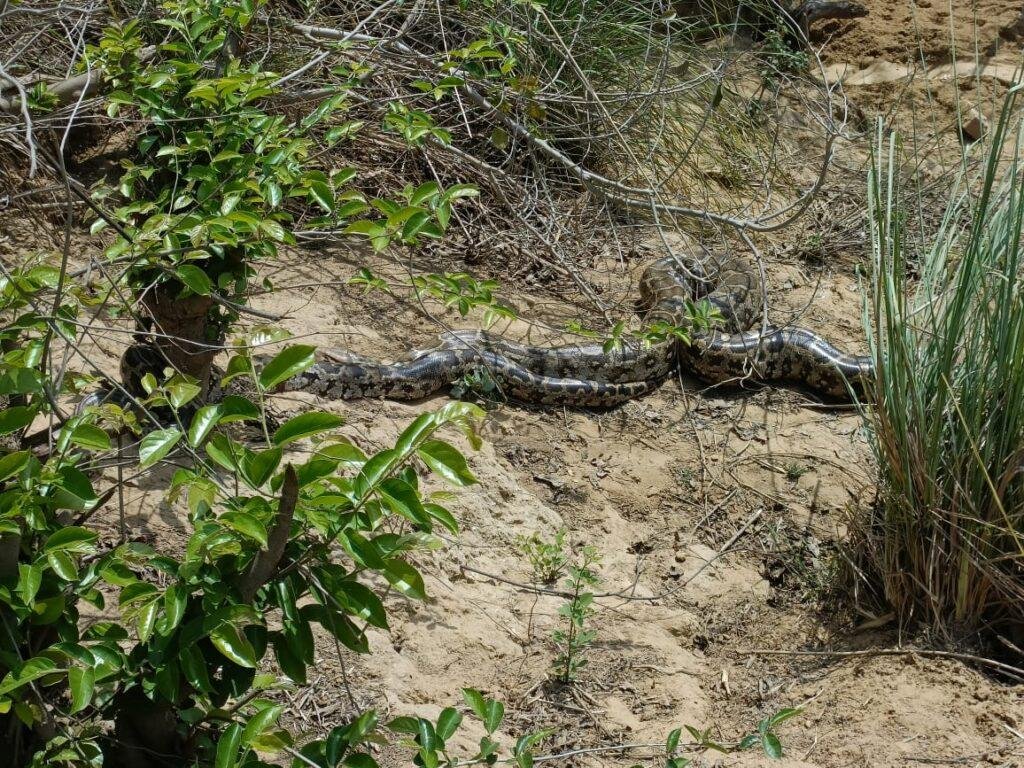 मथुरा26 मार्च *नौझील के गांव हसनपुर में देखा गया अजगरों का एक बहुत बड़ा समूह।