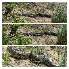 मथुरा 26 मार्च* अजगर के बड़े समूह से गांव के लोगों में दहशत का माहौल।