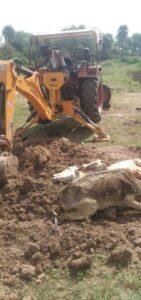 महोबा21अप्रैल*गौशाला के मृत पशुओं को कर रहे दफन