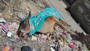 मथुरा26अप्रैल* गौशालाओं के होते हुए भी गायों क़ी तिल तिल हो रही है मौत।