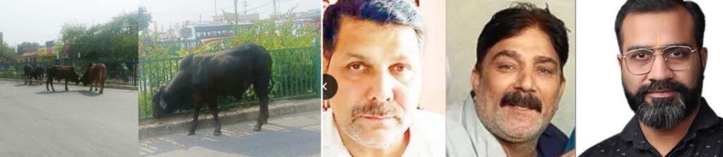 पंजाब29अप्रैल*मलोट चौक पर आवारा पशुओं की भरमार, दे रहे हादसों का न्यौता