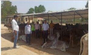 कौशाम्बी 13 अप्रैल* अधिशासी अधिकारी शैलेन्द्र मिश्रा ने गौशाला का किया निरीक्षण।