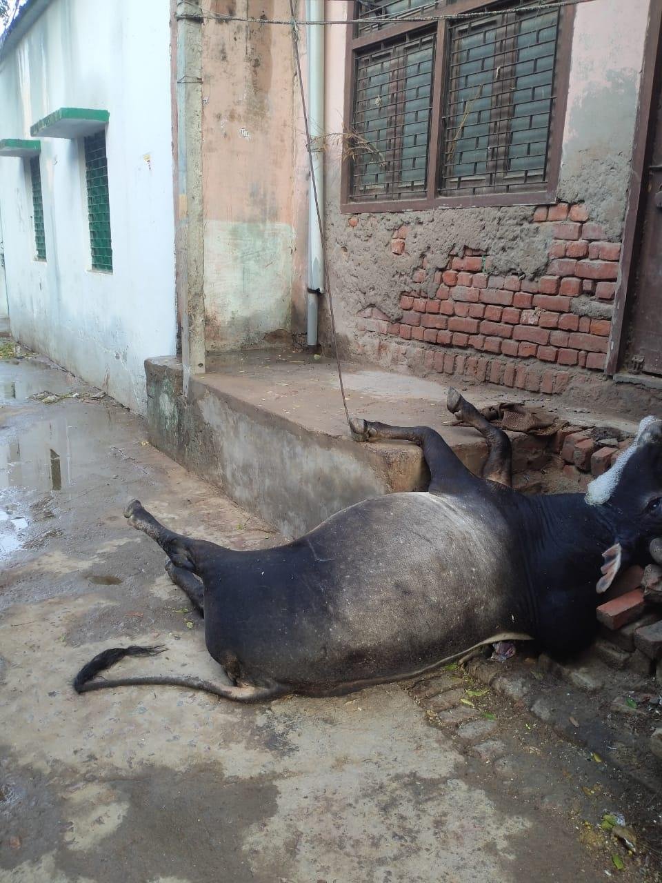 कानपुर02मई23*बिजली खंभे के सपोर्ट तार में उतरे करेंट की चपेट में आए आवारा मवेशी की मौत हो गई। कानपुर02मई23*बिजली खंभे के सपोर्ट तार में उतरे करेंट की चपेट में आए आवारा मवेशी की मौत हो गई।