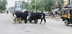 पंजाब02मई2023*नई सडक़ पर आवारा पशुओं की भरमार, बन रहे हादसों का कारण