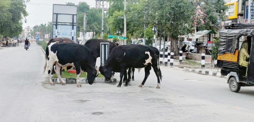 पंजाब02मई2023*नई सडक़ पर आवारा पशुओं की भरमार, बन रहे हादसों का कारण