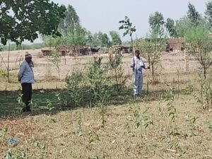 चित्रकूट09जून2023*परिवारिक भाइयों ने सैकड़ों हरे वृक्षों की चढ़ाई बलि ।