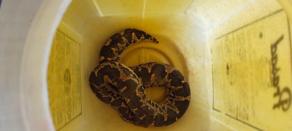 भागलपुर27जून2023*भागलपुर में मिला दुर्लभ प्रजाति का दो मुंह वाला रेड सैंड बोआ सांप, करोड़ों में है कीमत*