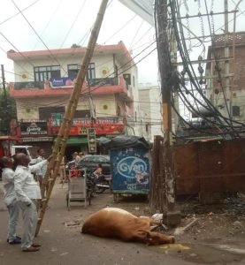 लखनऊ29जून2023*बिजली के ख़भे में उतरा करंट गाय की मौत*