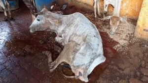 रायबरेली08जुलाई23*कान्हा गौशाला महराजगंज की स्थित दयनीय,