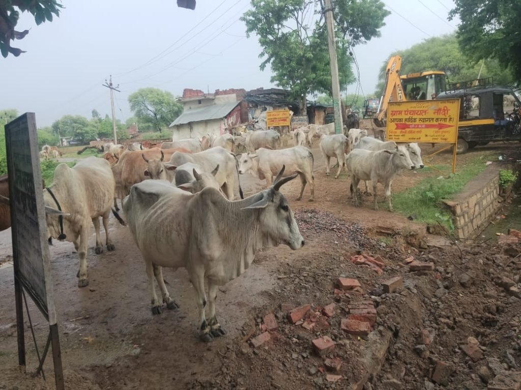 चित्रकूट22जुलाई2023*अगर ये गायें यहाँ सड़क पर हैं तो गौशालाओं में कौन है ?