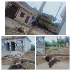 मथुरा07जुलाई23*बिजली के जर्जर तारो से हुई गाय की मौत और विभाग के कर्मचारी बेशुध ! मथुरा07जुलाई23*बिजली के जर्जर तारो से हुई गाय की मौत और विभाग के कर्मचारी बेशुध !