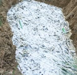 प्रतापगढ़10जुलाई2023*पुलिस में 6 टन प्रतिबंधित मछली पकड़ी।