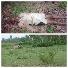 हरदोई13जुलाई23*सांड़ ने किसान को पटक-पटककर मार डाला, कौन होगा जवाब देह, बताइए डीएम साहब