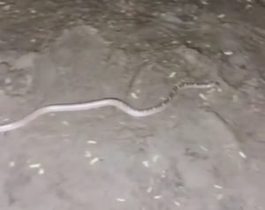 आगरा09जुलाई2023*मोटरसाइकिल में घुसा सांप योय बच्चा,