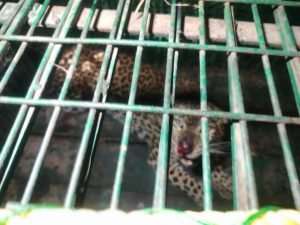 मुरादाबाद27अगस्त23*कई दिनों से आतंक का सबब बना तेंदुआ पिंजरे में कैद