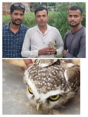 कानपुर04अगस्त2023*बिठूर थाना क्षेत्र के इटरा ग्राम निवासी गौरव यादव ने पंछी के प्रति दिखाई मानवता