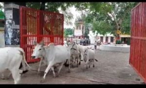 चित्रकूट08अगस्त23*बुंदेलखंड के अन्नदाता अन्ना गौवंशो से परेशान होकर देश विदेश में पलायन करने को मजबूर।