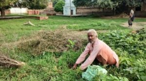 हमीरपुर कुरारा 17 अगस्त23*स्वतंत्रता दिवस में किये गए पौधा रोपड़ के पेड़ उखाड़कर फेकने की तहरीर आश्रम के महंत द्वारा थाने में दी गई है।