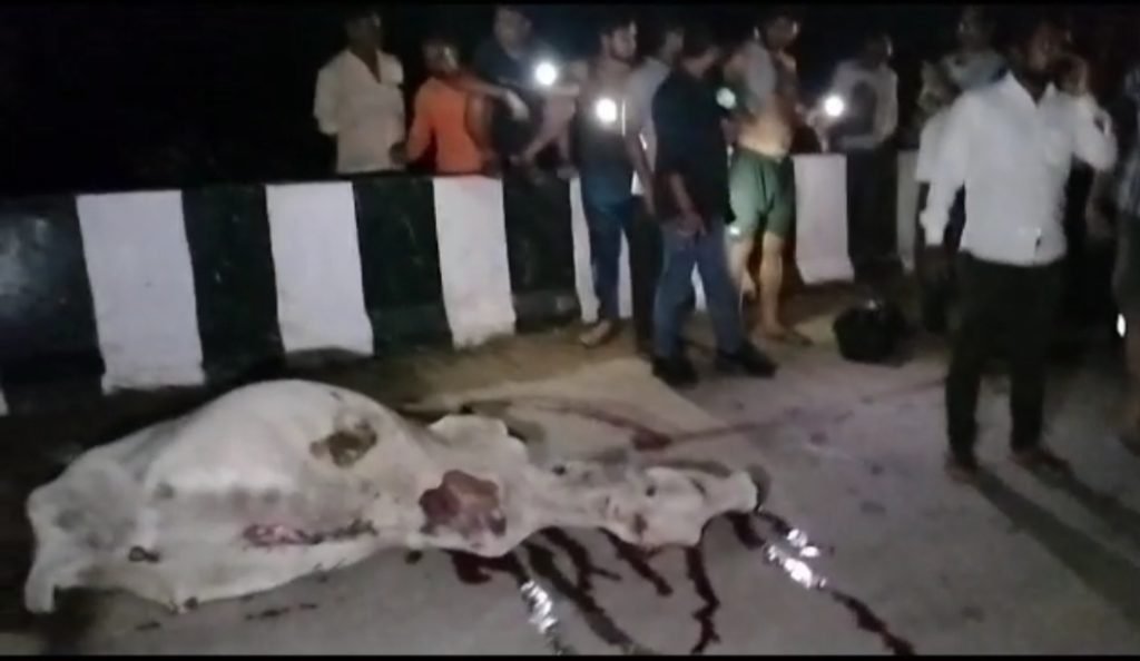 बांदा02अगस्त2023*शराबी बोलेरो चालक ने गोवंश को मारी टक्कर।