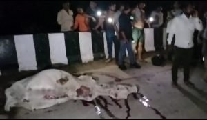 बांदा02अगस्त2023*शराबी बोलेरो चालक ने गोवंश को मारी टक्कर।