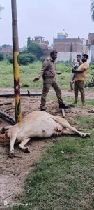 कानपुर09सितम्बर23*बिजली विभाग की घोर लापरवाही के कारण हुआ हादसा