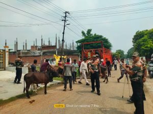 कानपुर नगर13सितम्बर23*नगर निगम कैटल कैचिंग दस्ते ने गाय को खूंटे से लेकर पहुंचाया गौशाला*