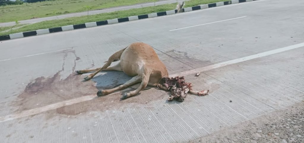 उन्नाव 25 सितंबर 2023*गायों पर हो रहे अत्याचार सरकार है बे खबर*