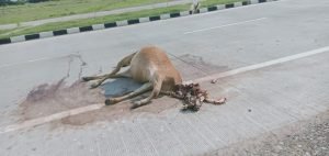 उन्नाव 25 सितंबर 2023*गायों पर हो रहे अत्याचार सरकार है बे खबर*