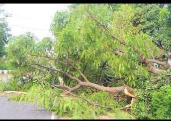 मथुरा 10 सितंबर 2023* बारिश में गिरे पेड़ के नीचे दबकर हुई बाइक सवार की मौत