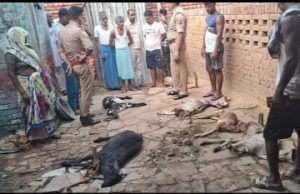 मथुरा 26 सितम्बर 2023* रात के अंधेरे में मजदूर की छः बकरियों को मार गया खूंखार जानवर