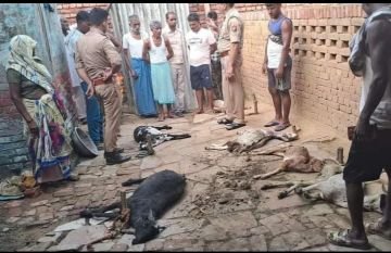 मथुरा 26 सितम्बर 2023* रात के अंधेरे में मजदूर की छः बकरियों को मार गया खूंखार जानवर