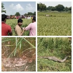 कौशाम्बी28सितम्बर23*अजगर ने वनरोज बच्चे को निगला*