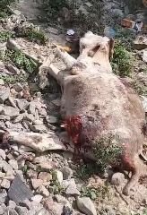 कानपुर नगर29सितम्बर23*बिल्हौर ककवन रोड क्रॉसिंग के निकट ट्रेन से कटी बछड़े की दोनों टांगे कानपुर नगर29सितम्बर23*बिल्हौर ककवन रोड क्रॉसिंग के निकट ट्रेन से कटी बछड़े की दोनों टांगे