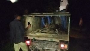 औरैया03अक्टूबर2023*सरकार ने नगर में सुरक्षा के लिए खुलवाई गौशाला, कर्मचारी खा रहे हैं गायों का निवाला।