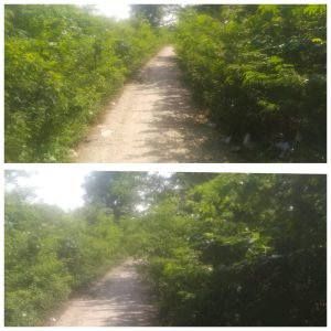 कौशाम्बी06अक्टूबर23*सरकारी बबूल की झाड़ियों की खरोंच से चोटिल हो रहे हैं राहगीर*