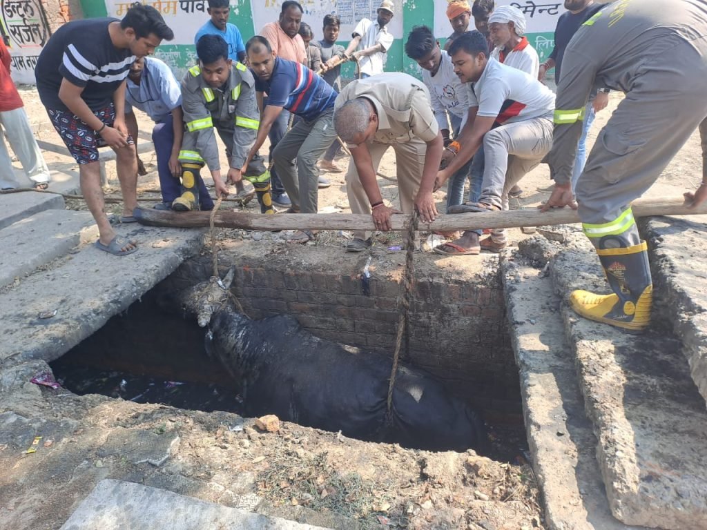 कानपुर20अक्टूबर23*नाले में गिरा सांड निकाला गया बाहर