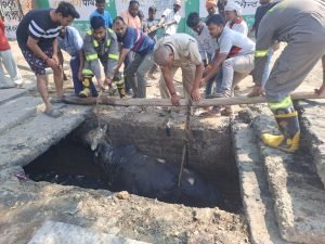 कानपुर20अक्टूबर23*नाले में गिरा सांड निकाला गया बाहर