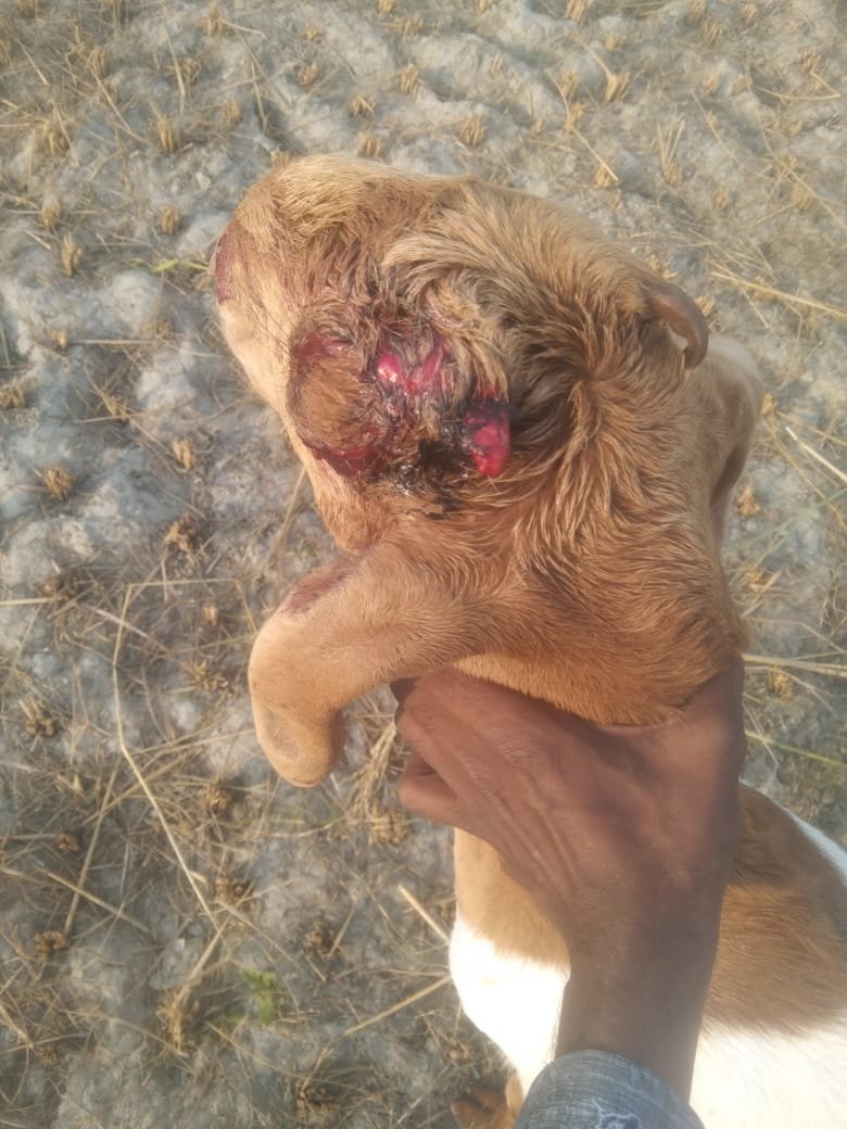 कौशाम्बी26अक्टूबर23*पुआल में बकरा अचानक जाने पर पड़ोसी द्वारा बकरे पर जान लेना हमला*