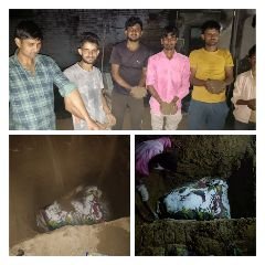 मथुरा 05 अक्टूबर 2023* कई दिन से मृत पड़े गौवंश का हसनपुर युवा सीमित ने क्या दाह संस्कार