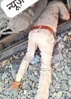 सहारनपुर14अक्टूबर23*सदर थाने मे तेनात दरोगा ने ट्रेन के आगे कूद किया जाने देने की प्रयास -लोगों ने हला मचाकर बचाई जान - हाथ की हड्डी टूटी...