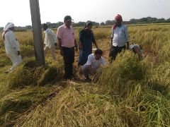 कौशाम्बी18अक्टूबर23*तहसीलदार ने स्वयं काटी फसल*