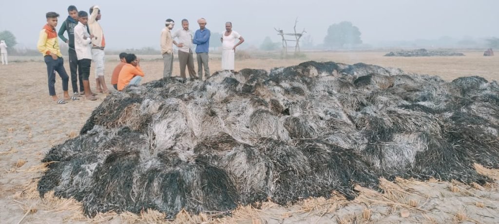 कानपुर14नवम्बर23*किसान की मेहनत पर फिरा पानी दो बीघा की धान की पक्की फसल जलकर हुई राख