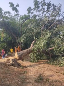 कौशाम्बी17नवम्बर23*पुलिसिया संरक्षण में लकड़कट्टे चट कर रहे हैं हरियाली*