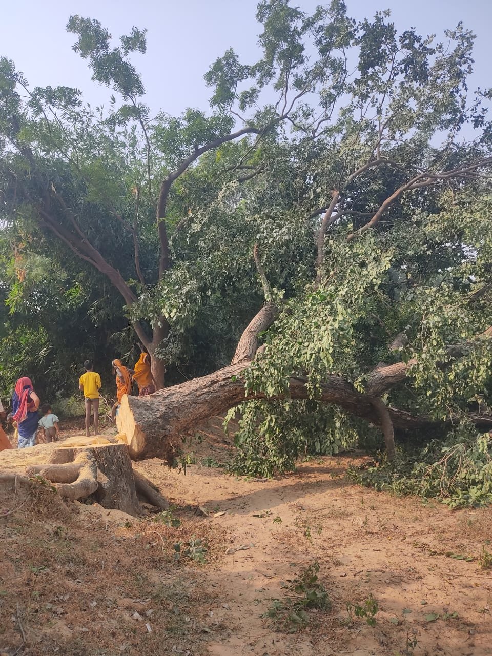 कौशाम्बी17नवम्बर23*पुलिसिया संरक्षण में लकड़कट्टे चट कर रहे हैं हरियाली*